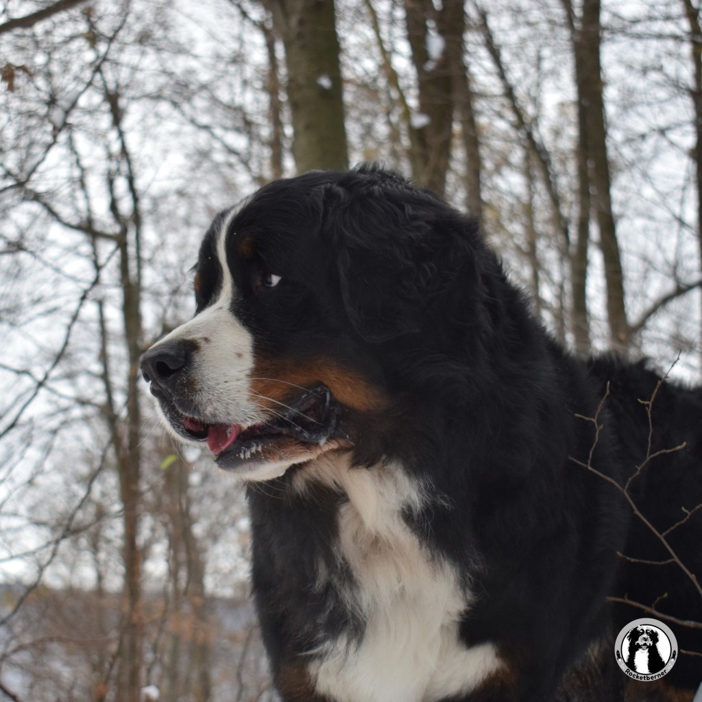 New photos about&nbsp;Smokey