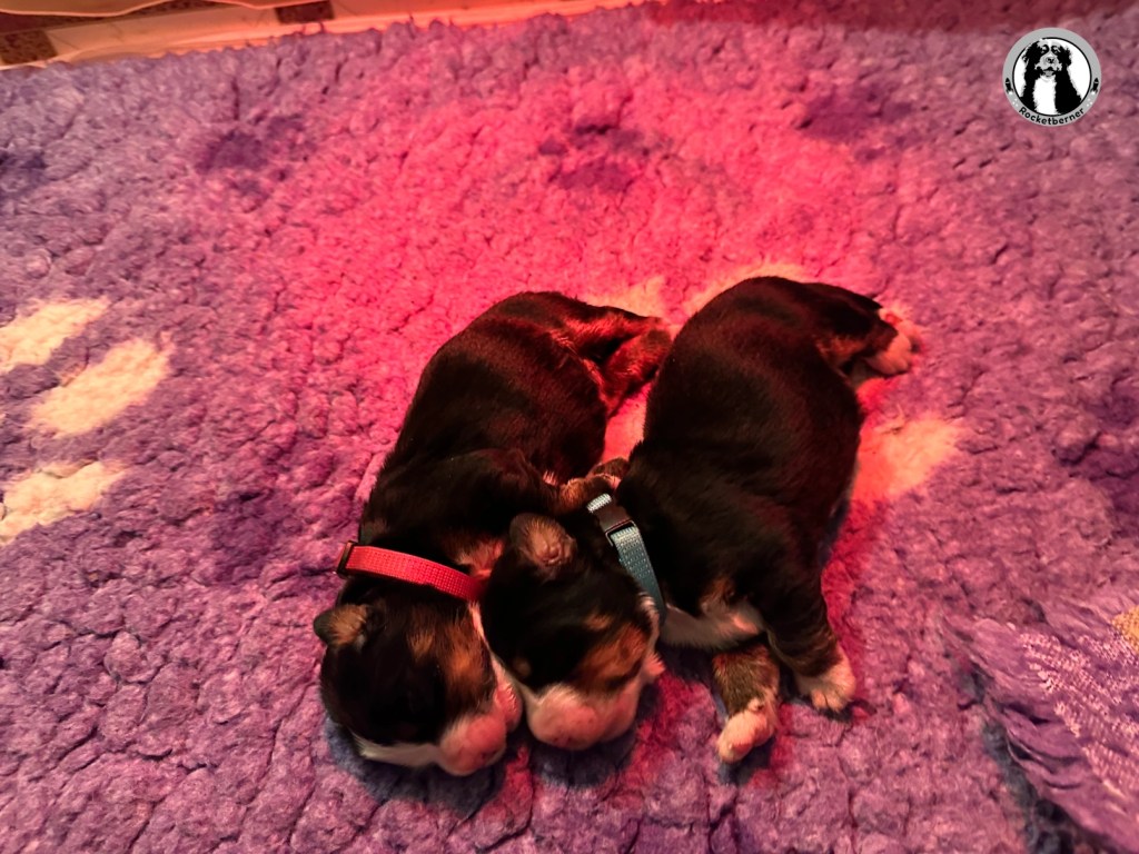 Our puppies arrived