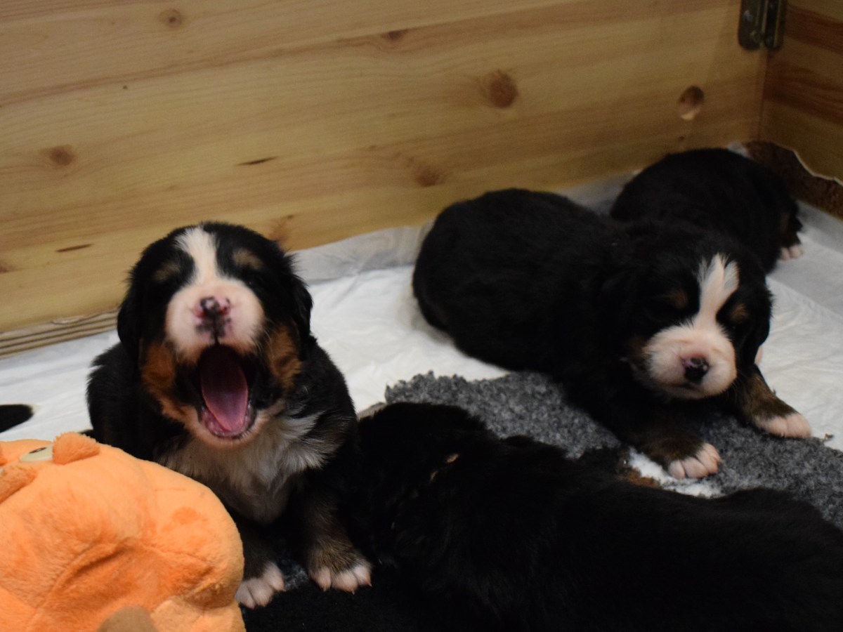 3 weeks old&nbsp;puppies