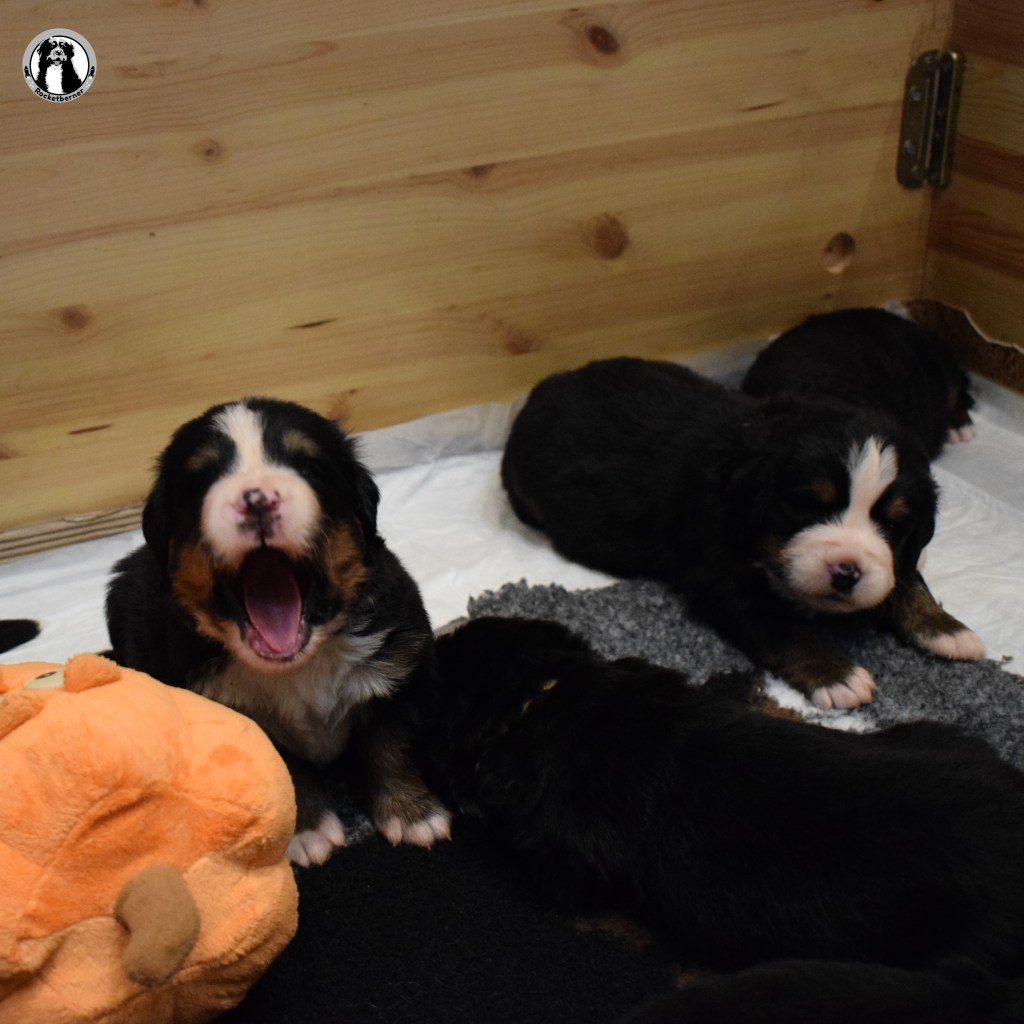 3 weeks old&nbsp;puppies