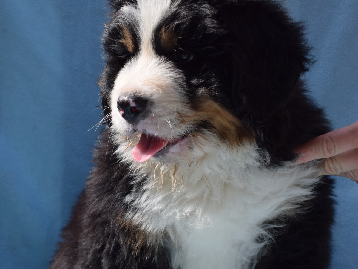 The puppies are 7,5 weeks&nbsp;old