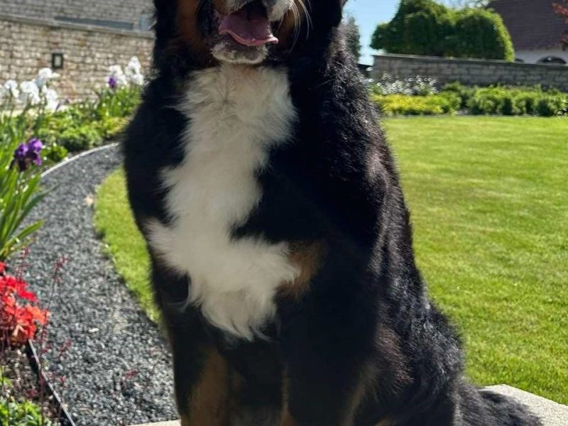 Fúria is new Hungarian&nbsp;Champion