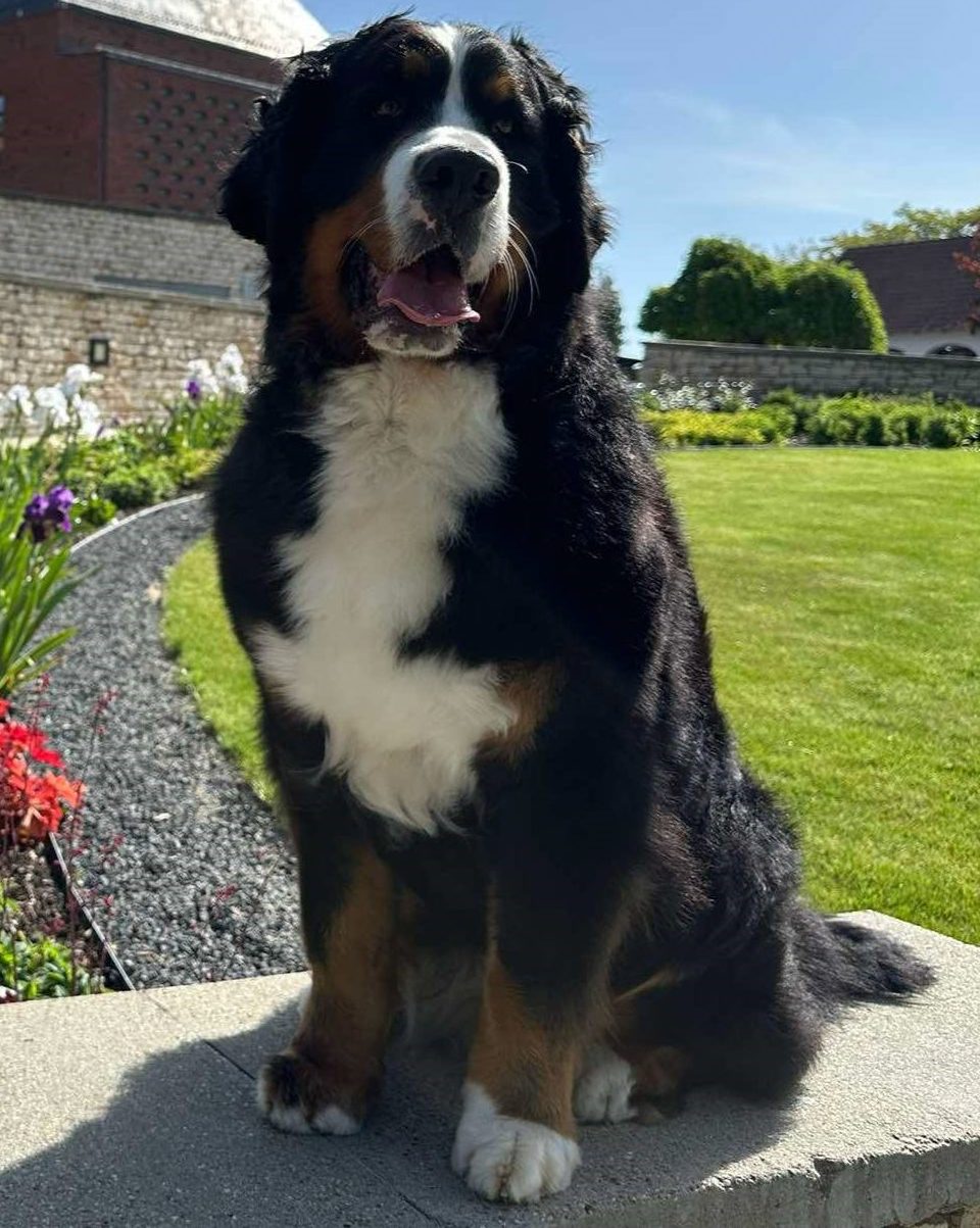 Fúria is new Hungarian&nbsp;Champion