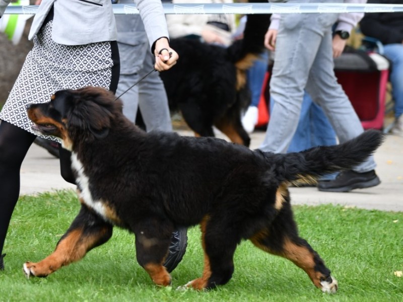 Slovakian speciality