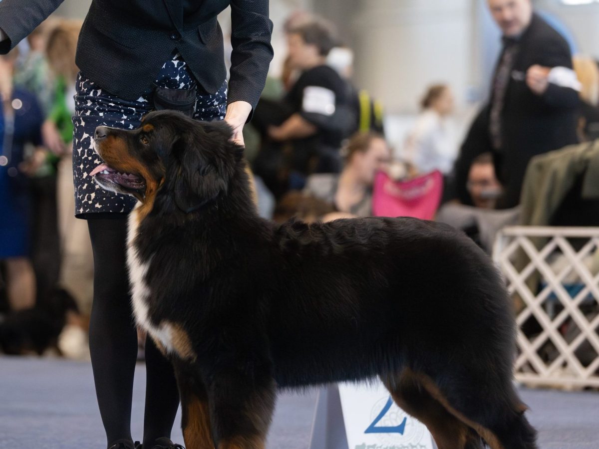 Bratislava CAC &&nbsp;CACIB