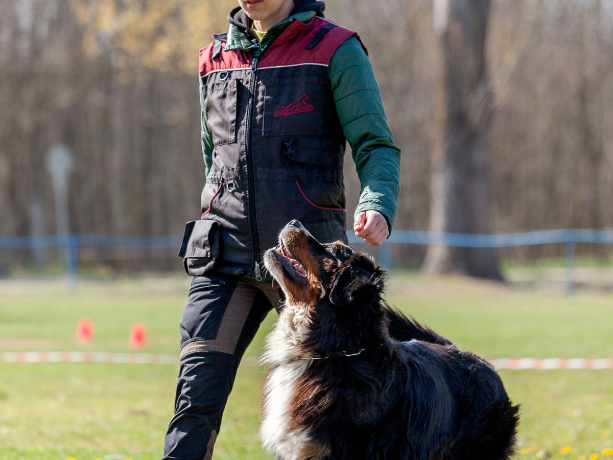 Tipli’s first obedience&nbsp;trial